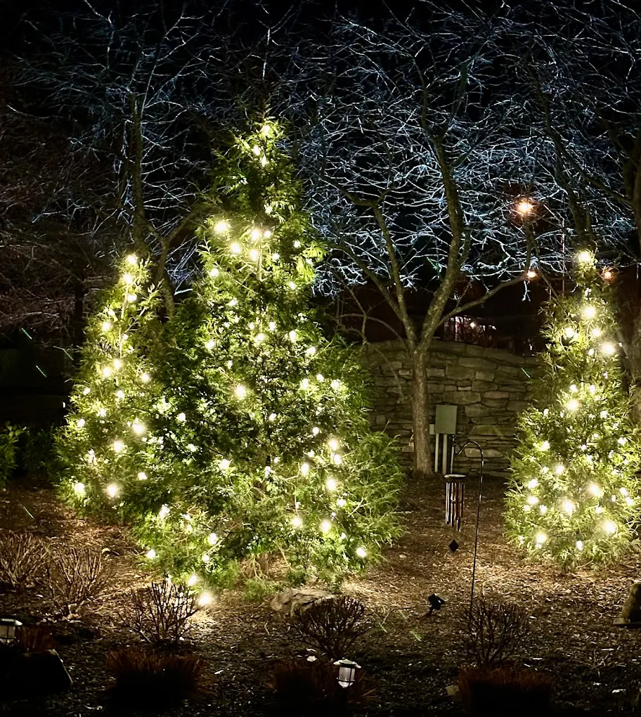 Evergreen trees wrapped in warm-white lights in a landscaped bed at night
